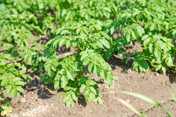 Young potato plant growing on the soil.Potato bush in the garden.Healthy young potato plant in organic garden