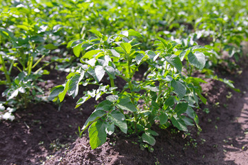 Young potato plant growing on the soil.Potato bush in the garden.Healthy young potato plant in organic garden