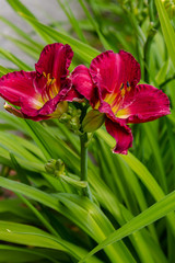 Flowering daylilies in the garden. Blossoming Hemerocallis in summer garden. Beautiful flowers of daylilies