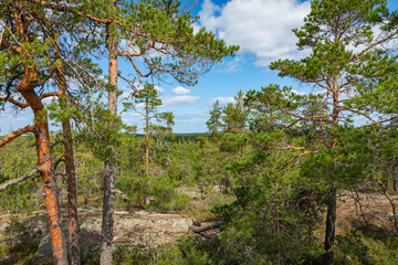 Kurjenrahka National Park. Nature trail. Green forest at summer time. Turku, Finland. Nordic natural landscape. Scandinavian national park.