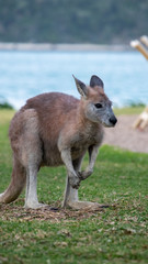 Walleroo located on the Whitsunday Islands, Queensland, Australia