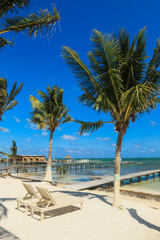 Palms on the Beach with White sand under Wind and Blue Sky, Belize