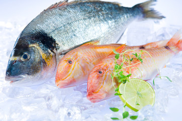 Dorade und Rotbarbe