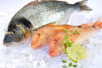 Dorade und Rotbarbe