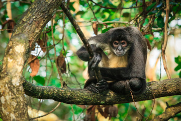 Endemic Monkey in the Jungles, Rain Forest,  Belize