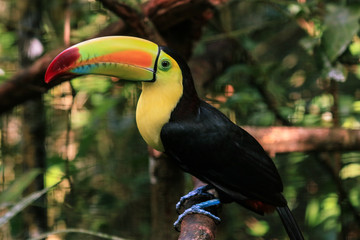 Black an Yellow Toucan with Colorful Beak, Rain Forest,  Belize