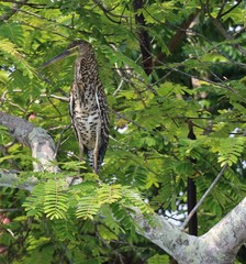 Tiger Heron-Monkey River, Belize