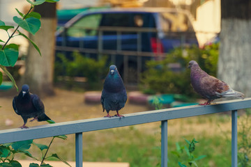 wild pigeons sitting on a fence