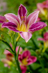 Flowering daylilies in the garden. Blossoming Hemerocallis in summer garden. Beautiful flowers of daylilies