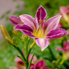 Flowering daylilies in the garden. Blossoming Hemerocallis in summer garden. Beautiful flowers of daylilies