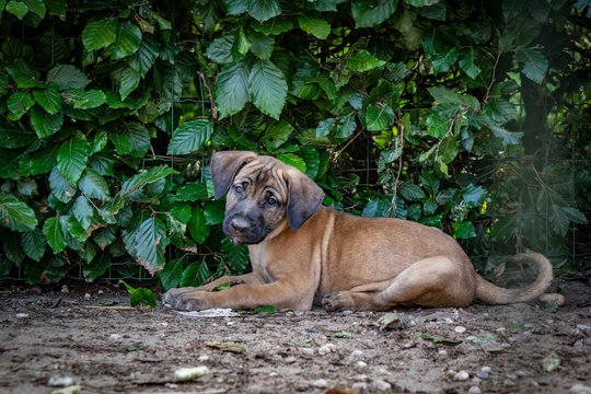Puppy laying