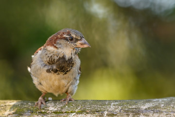 Ein Sperling sitzt auf einem Holzzaun