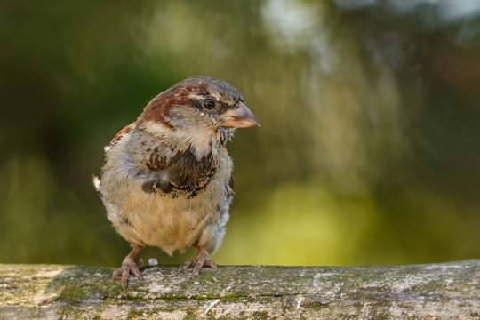 Ein Sperling sitzt auf einem Holzzaun