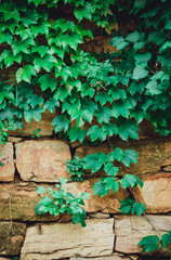 Green ivy leaves on brown stone wall outdoor after rain，Parthenocissus tricuspidata