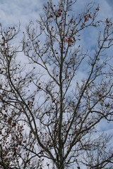 Late fall at Mud Creek Park, Fishers, Indiana
