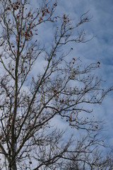 Late fall at Mud Creek Park, Fishers, Indiana