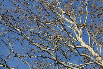 Late fall at Mud Creek Park, Fishers, Indiana