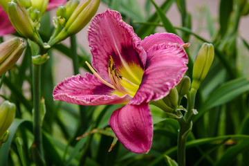 Flowering daylilies in the garden. Blossoming Hemerocallis in summer garden. Beautiful flowers of daylilies