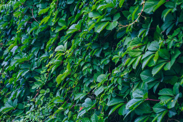 Green ivy leaves on brown stone wall outdoor after rain，Parthenocissus tricuspidata