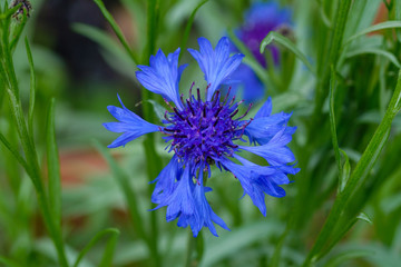 Blaue Kornblume (lat. Cyanus segetum)