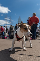 Dogs and people on the street. Russia, Ufa 2019