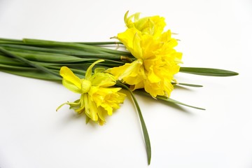 Wiosenne żonkile na białym tle