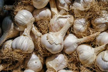 Garlic harvest isolated. Dry roots. Close up.