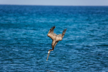 Wildlife with Pelican bird on Caribbean island  of Curacao