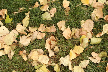 autumn leaves on grass