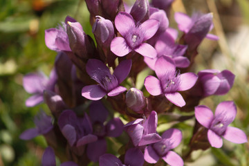 Fototapeta na wymiar Purplish mountain flower in spring