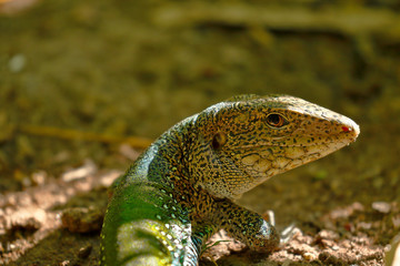 Giant ameiva (ameiva ameiva); Copy taken in freedom