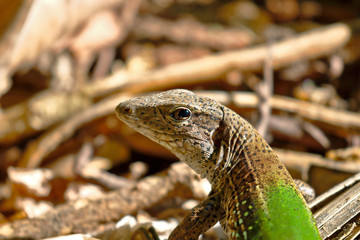 Giant ameiva (ameiva ameiva); Copy taken in freedom