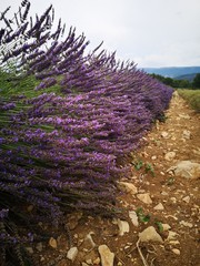 flowers on rock