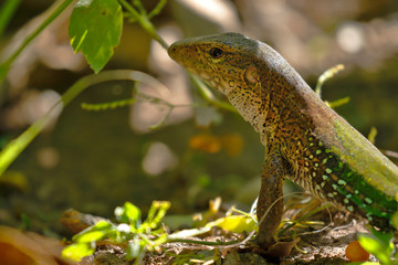 Giant ameiva (ameiva ameiva); Copy taken in freedom