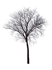 Bare tree  isolated on white background