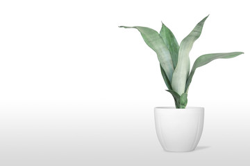 Beautiful sansevieria plant in pot on white table