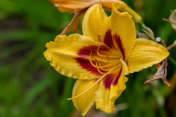 Flowering daylilies in the garden. Blossoming Hemerocallis in summer garden. Beautiful flowers of daylilies