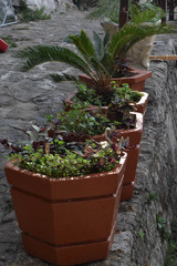 Fototapeta na wymiar Summer plant in the pot