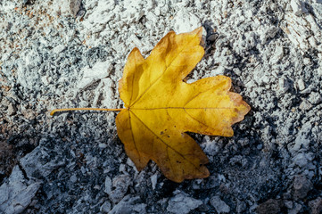 Leaf of tree