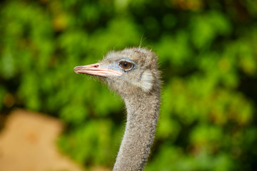 Curious ostrich in the zoo in closeup
