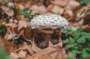  Mushroom in foliage