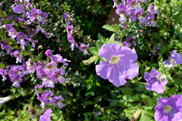 drillingsblume - viele lilafarbene Blüten