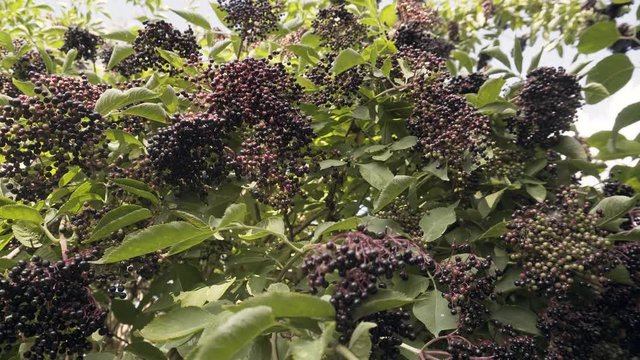 Close up shot of a ripe black elderberry or European elder.