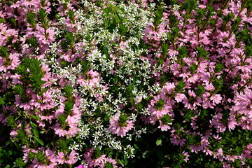 viele kleine rosafarbene Blüten