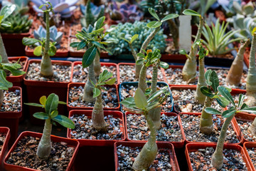 Adenium houseplant in pots, floral exhibition.