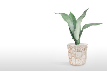 Beautiful sansevieria plant in pot on white table