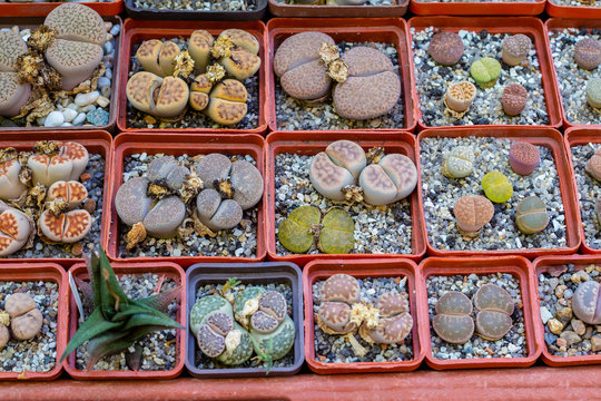 Group of lithops in pot, desert plant.