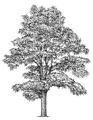 Black locust tree illustration, drawing, engraving, ink, line art, vector