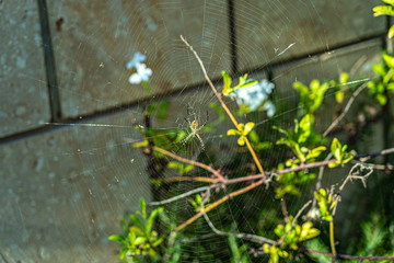 very creepy and beautiful spiders in nature