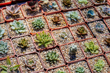 Different succulents in pots, top view.